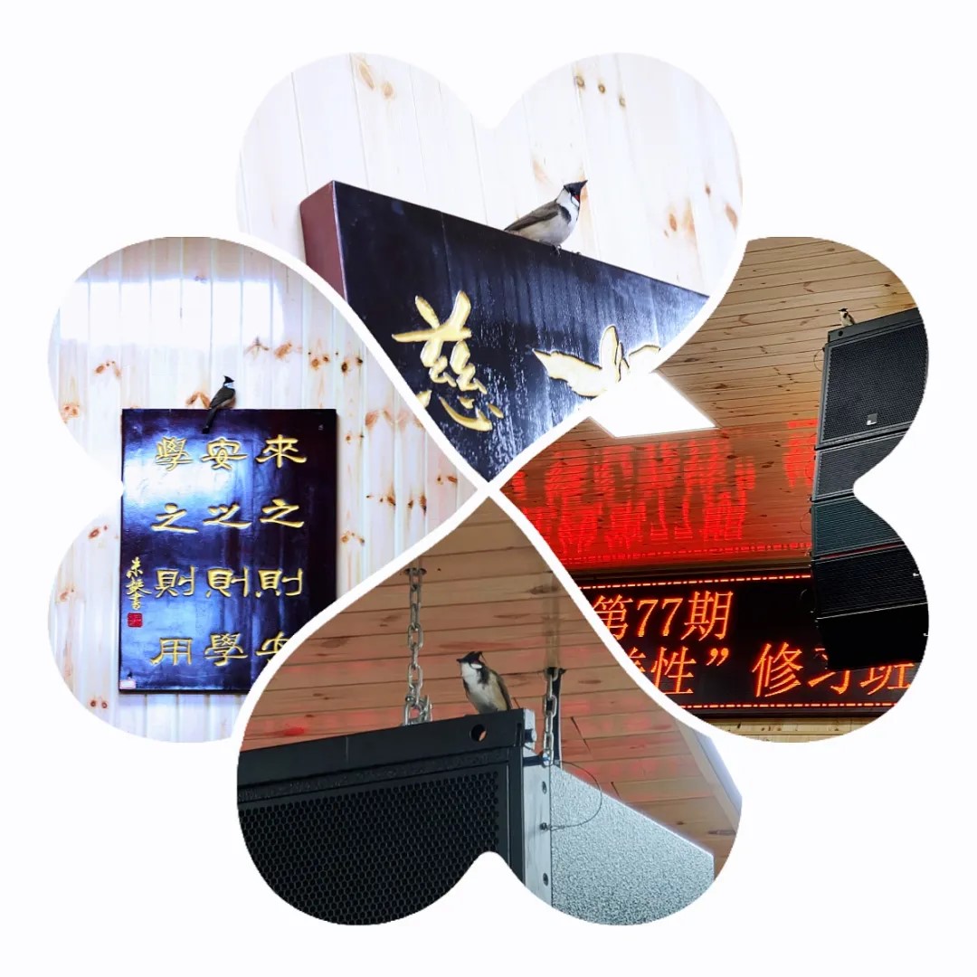 1721978257341930.jpg 飛來的鳥.jpg