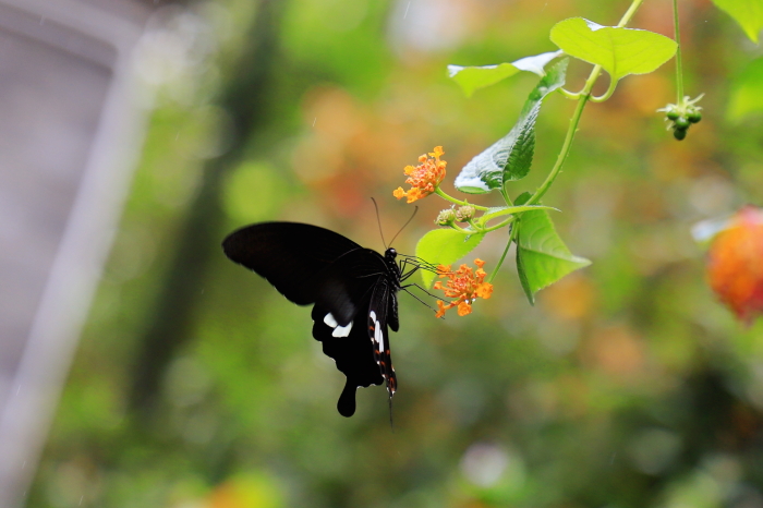 1735092393180625.jpg IMG_1738_副本_看圖王.jpg