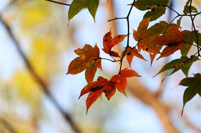 1736322873265129.jpg 4R6A5462_副本.jpg