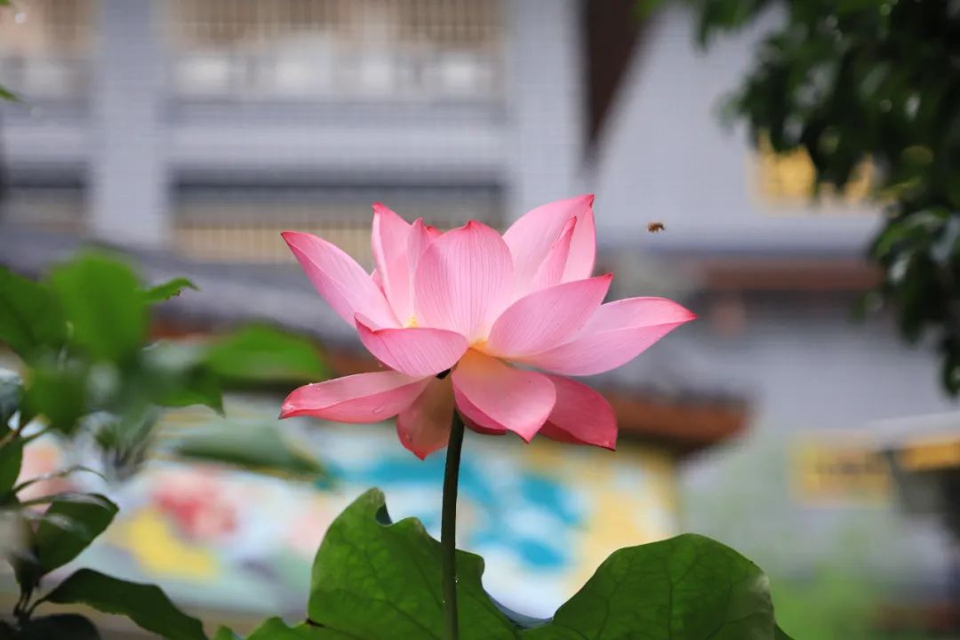 1751240764745310.jpg 1751240764745310.jpg