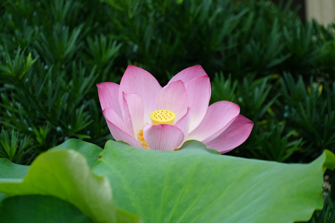 1754183579704258.jpg DSC05601.jpg